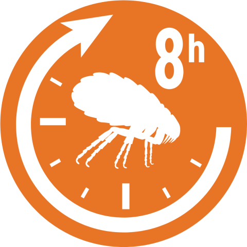 Kills fleas in 8 hours